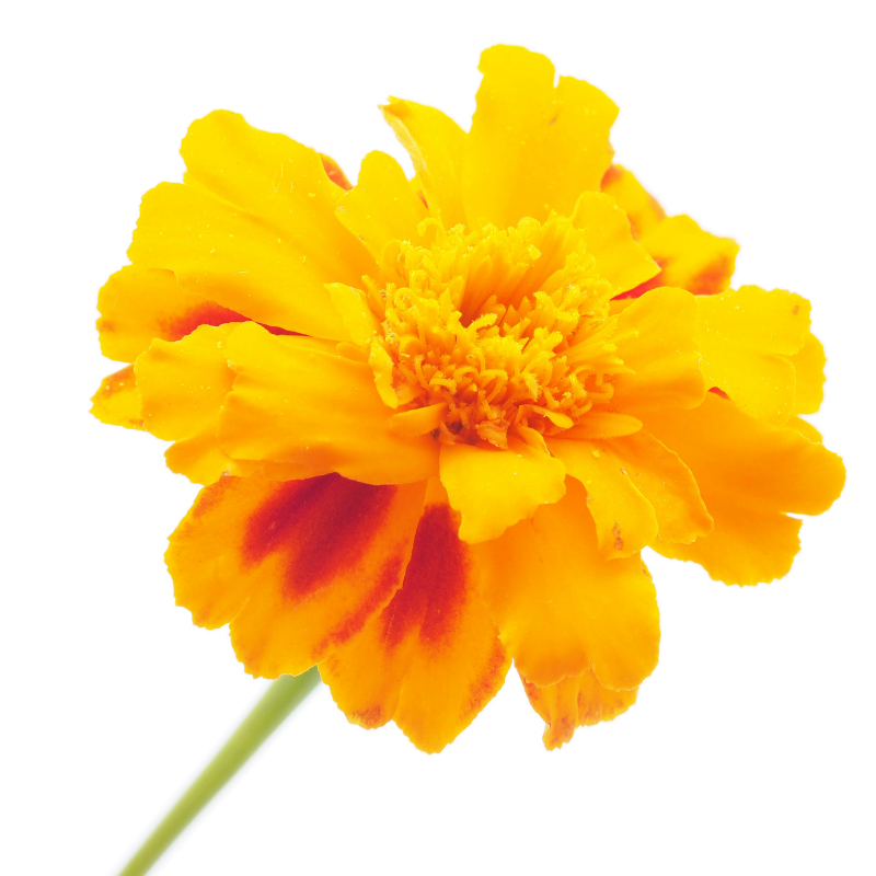 Marigold